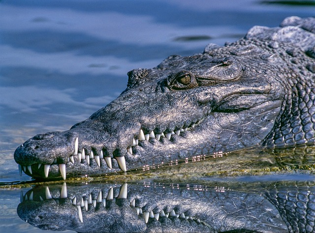 alligator-1851313_640.jpg