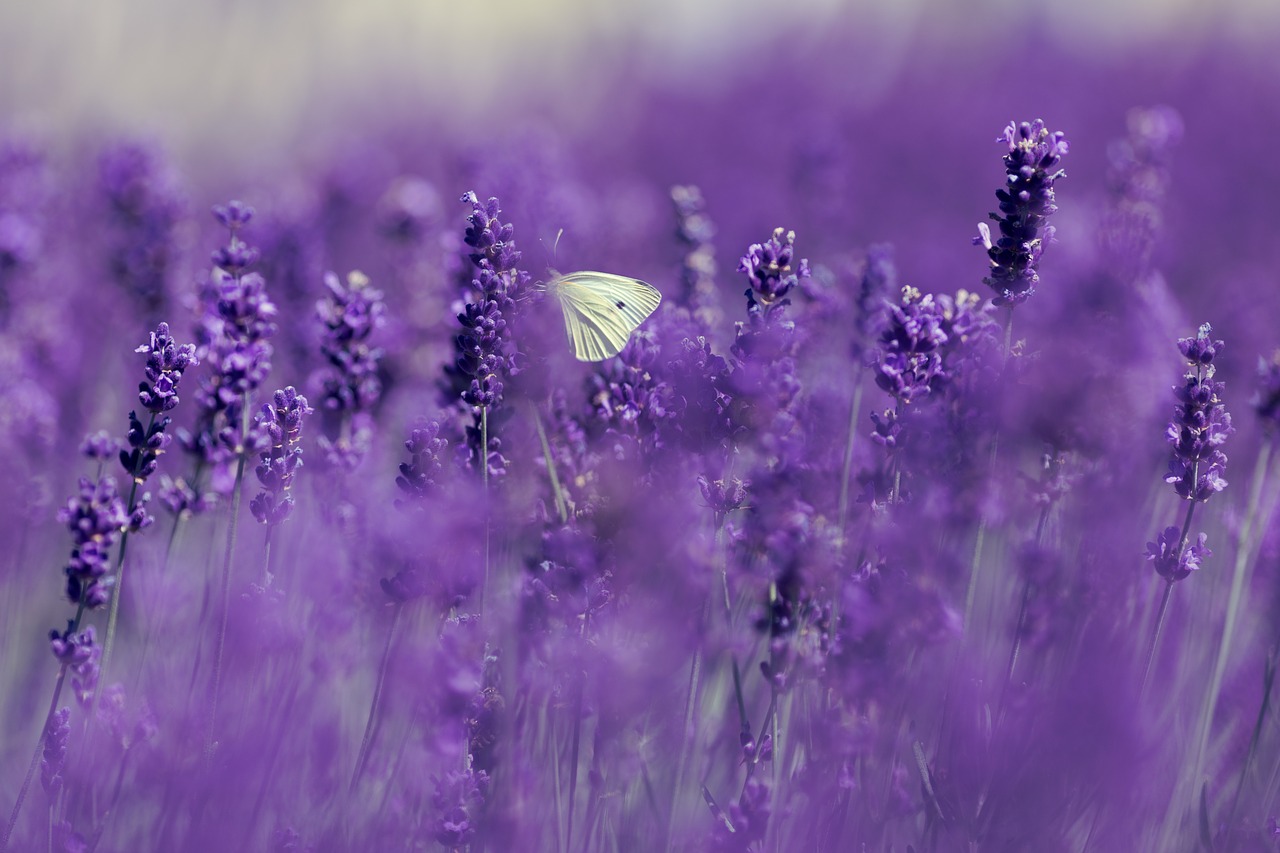 lavender-4186957_1280