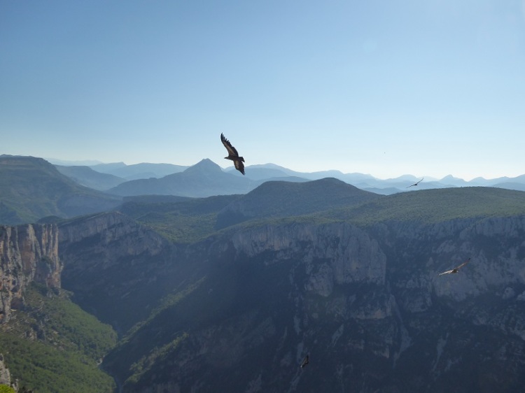 Vulture_soaring_Mountains