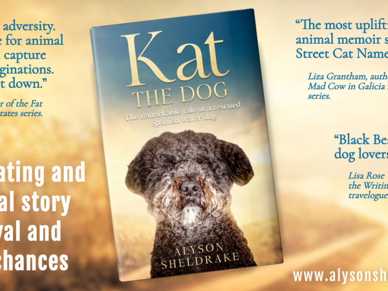 Kat the Dog – The Remarkable Tale of a Rescued Spanish Water Dog
